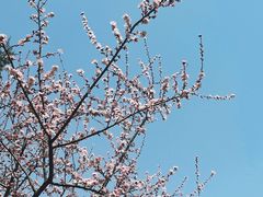 -将府公园
