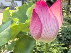 -东山雕花楼