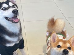 -怪兽屋·羊驼·猫咖·狗咖(俊华广场店)