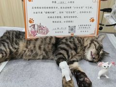 -凯瑞希宠物医院·狂犬免疫·微创·皮肤科