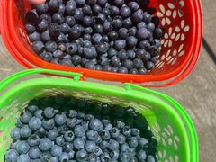 -金谷域澳洲庄园