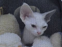 -美联众合动物医院·24h转诊中心