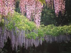 -嘉定紫藤园