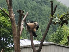 -卧龙中华大熊猫苑神树坪基地