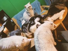 -李小姐の猫咖啡馆(五角场店)