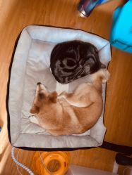 -飛凡TATTOO纹身•原创