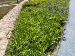 -春花秋色城市公园