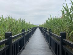 -芒洲湿地公园