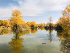 -金塔沙漠胡杨林景区