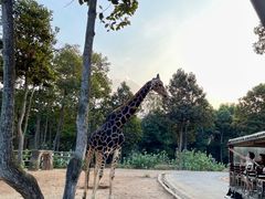 -清迈夜间动物园