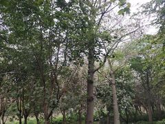 -广东花都湖国家湿地公园