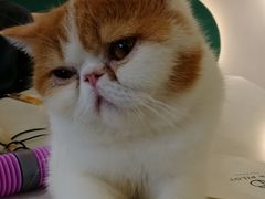 -飞行喵MR PILOT|猫舍·猫咖(静安大融城店)