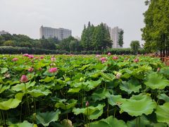 -黄兴公园