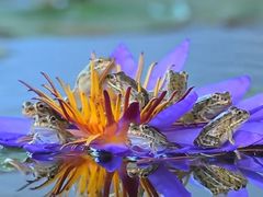 -国家植物园南园