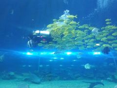 -华夏文旅海洋公园