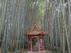 -雁南飞茶田景区