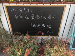 -吉丁鸟咖·异宠·寄养