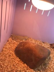 -椿树下·Tattoo纹身工作室