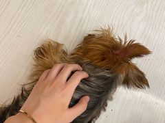 -浣熊柯尔鸭土拨鼠·电玩咖