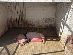 -J Create城市露营咖啡·简餐·宠物(上海动物园店)