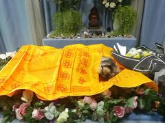 -彩虹桥宠物火化殡葬善终服务(金乐大厦店)