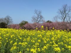 -径山花海