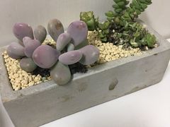 -甜心庄园·甜心草莓采摘园(西青中北店)