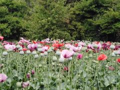 -国家植物园南园