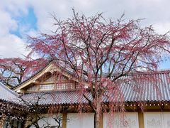 -醍醐寺