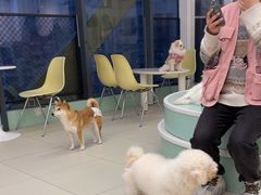 -怪兽屋·羊驼·猫咖·狗咖(俊华广场店)