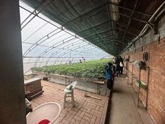 -甜心庄园·甜心草莓采摘园(西青中北店)