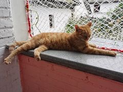 -喵屿·大理花园猫咖