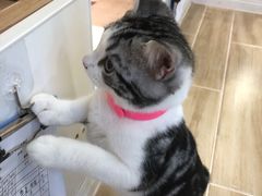-李小姐の猫咖啡馆(五角场店)