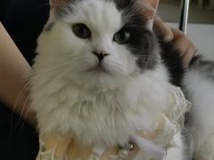 -怪兽屋·羊驼·猫咖·狗咖(俊华广场店)