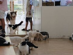 -李小姐の猫咖啡馆(五角场店)