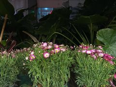 -多哥水傣味餐厅(司马巷店)