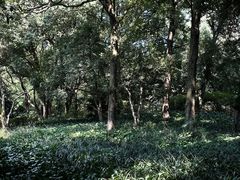 -杭州植物园