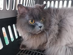 -纳吉亚猫专科动物医院·北北分院