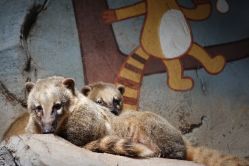 -Zoolung Zoolung动物主题公园(海信广场店)