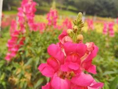 -松山湖梦幻百花洲