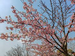 -顾村公园