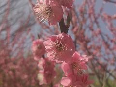 -洛阳市隋唐城遗址植物园