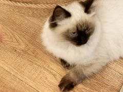 -猫的茶·猫咖