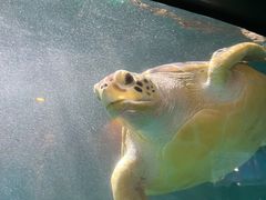 -青岛海底世界-水族馆