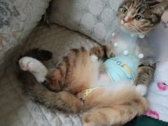 -纳吉亚猫专科动物诊疗中心(蒋宅口分院)