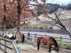 -神户市立六甲山牧场