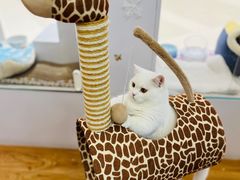 -COLOR PETS 撸猫馆·购猫·猫咖(长风大悦城店)