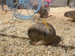 -zoonana室内动物园(东方福来德店)