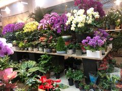 -双季花艺园艺市场(浦东店)