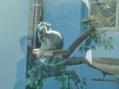 -青藏高原野生动物园